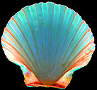 Scallop